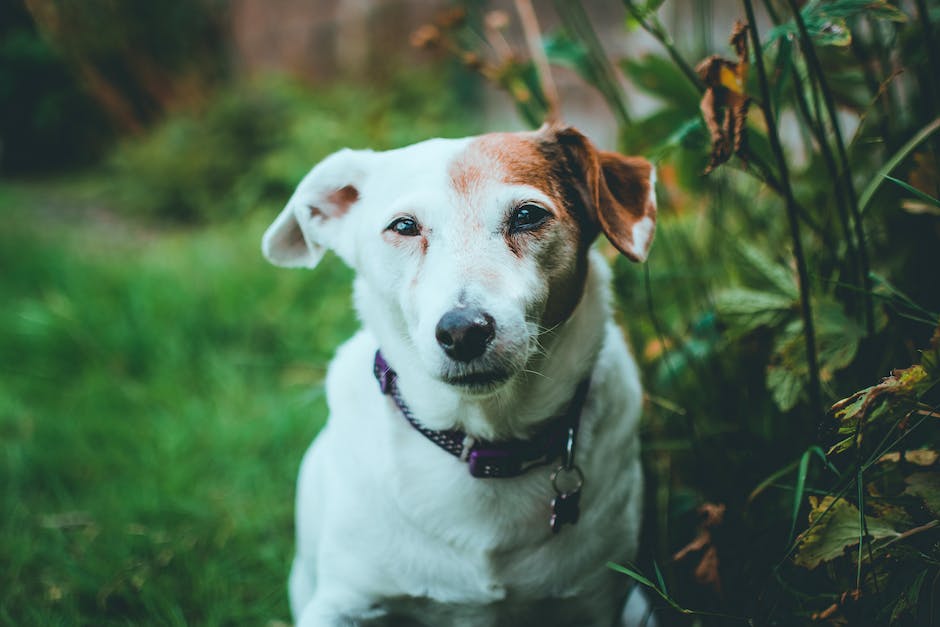Jack-Russel-Terrier Alter